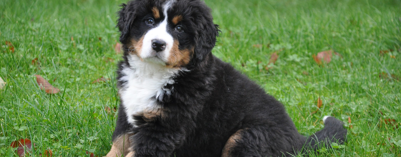 The Bernese Mountain Dog Club of Ontario