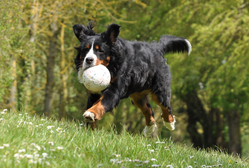 Bernese Mountain Dog Club of Ontario